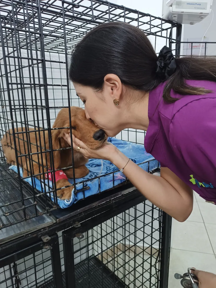 Veterinaria de Anisanar dando cariño a un cachorro hospitalizado