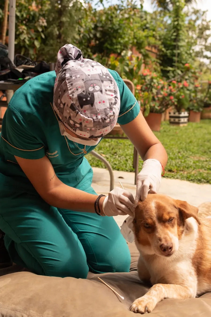 Auxiliar veterinaria atendiendo a un perro al aire libre